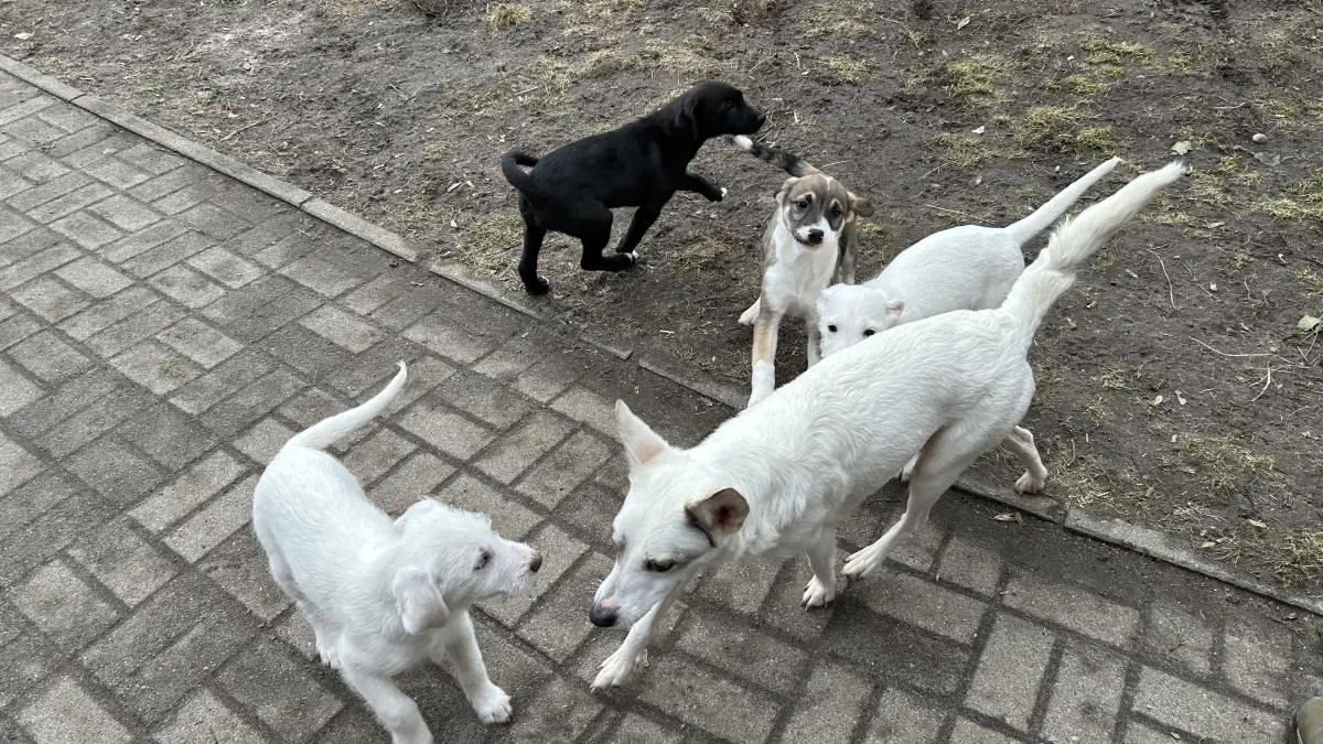 Hündin Sofia mit drei ihrer Kleinen. Von den Strapazen ihres noch so kurzen Lebens ist kaum etwas zu merken.