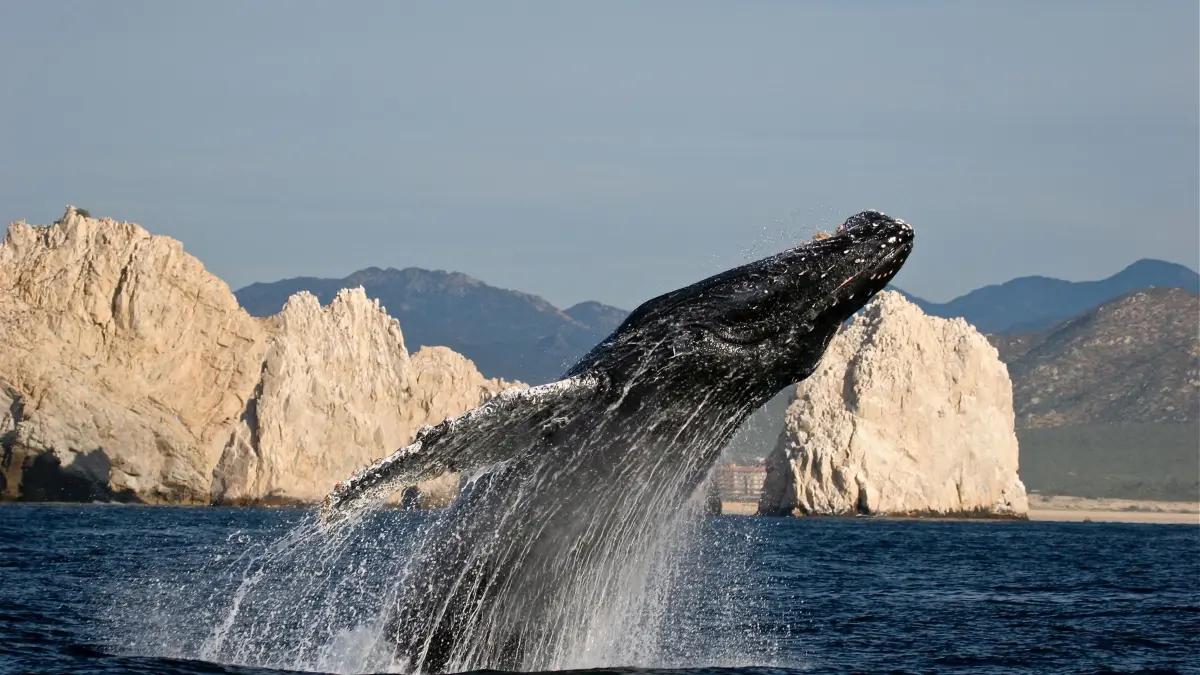 Sehenswerte Kinderstube. Fürs Whale-Watching gibt es fast eine Garantie, mitunter auch außerhalb der Saison.