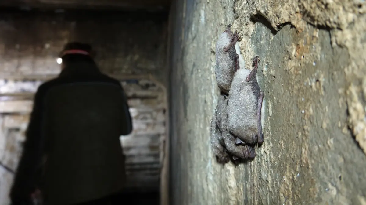 Während der Winterquartier-Kontrolle im Naturpark Barnim hängen mehrere Fledermäuse dicht an dicht an der Bunkerwand.