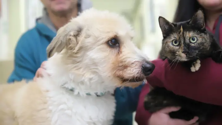 Hund und Katze verlieren ihr Zuhause, wer nimmt beide auf?