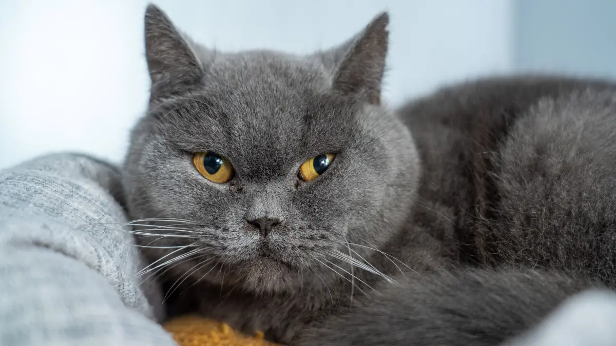 Tierheim: Schwedt, 26.02.2026: Erna ist ein Britisch Kurzhaar-Katze aus dem Schwedter Tierheim.