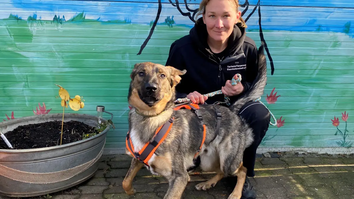 Ist noch jung, unerfahren und etwas stürmisch: der einjährige Rüde Lev. Tierheimmitarbeiterin Cathleen Bonack hält den Schäferhund-Mischling fest.