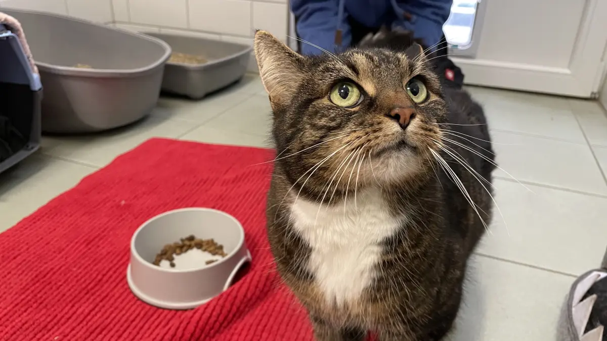 Einfach auf dem Hof vergessen und jetzt obdachlos – im Tierheim Märkisch Buchholz hofft die 10 Jahre alte Europäisch-Kurzhaar-Katze Mimi auf ein liebevolles Zuhause und Kuscheleinheiten.