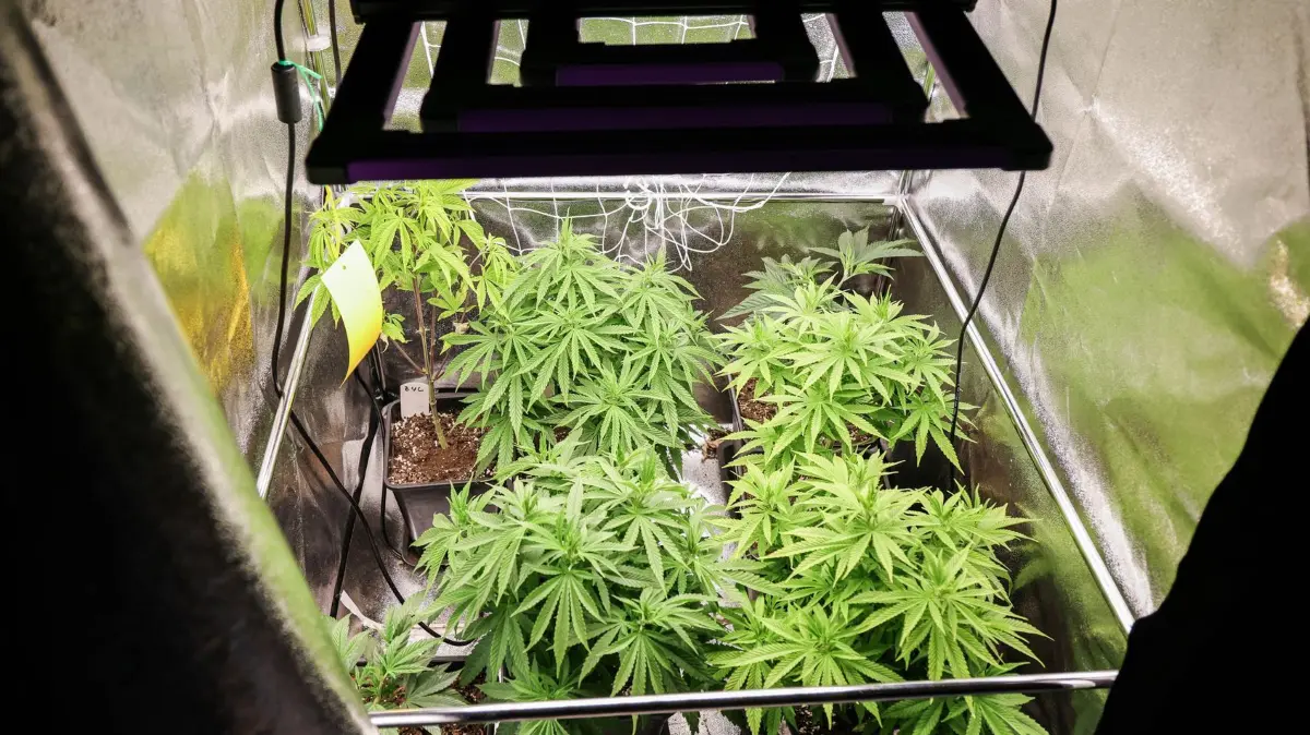 Cannabis: ARCHIV - 22.02.2024, Hamburg: Cannabispflanzen (ca. 4 Wochen alt) in ihrer Wachstumsphase stehen in einem Aufzuchtszelt unter künstlicher Beleuchtung in einem Privatraum. (zu dpa: «255 Kilo Cannabis im Norden legal geerntet - Bedarf höher») Foto: Christian Charisius/dpa +++ dpa-Bildfunk +++