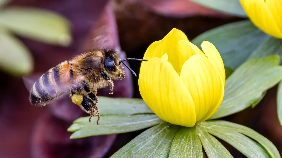 Frühling in Südbrandenburg: 01.03.2026, Brandenburg, Leuthen: Eine Honigbiene fliegt zwischen Winterlingen umher. Heute ist meteorologischer Frühlingsanfang. Foto: Frank Hammerschmidt/dpa +++ dpa-Bildfunk +++