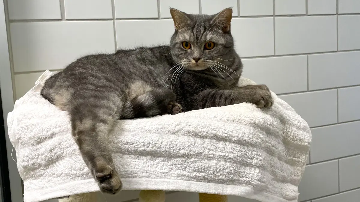 Kater Simba auf dem Löwenfelsen in seinem Katzenzimmer im Tierheim Märkisch Buchholz. Er trägt den Namen der Disney-Vorlage zurecht – er ist der Mutigere des Britisch-Kurzhaar-Mix-Kater-Duos.