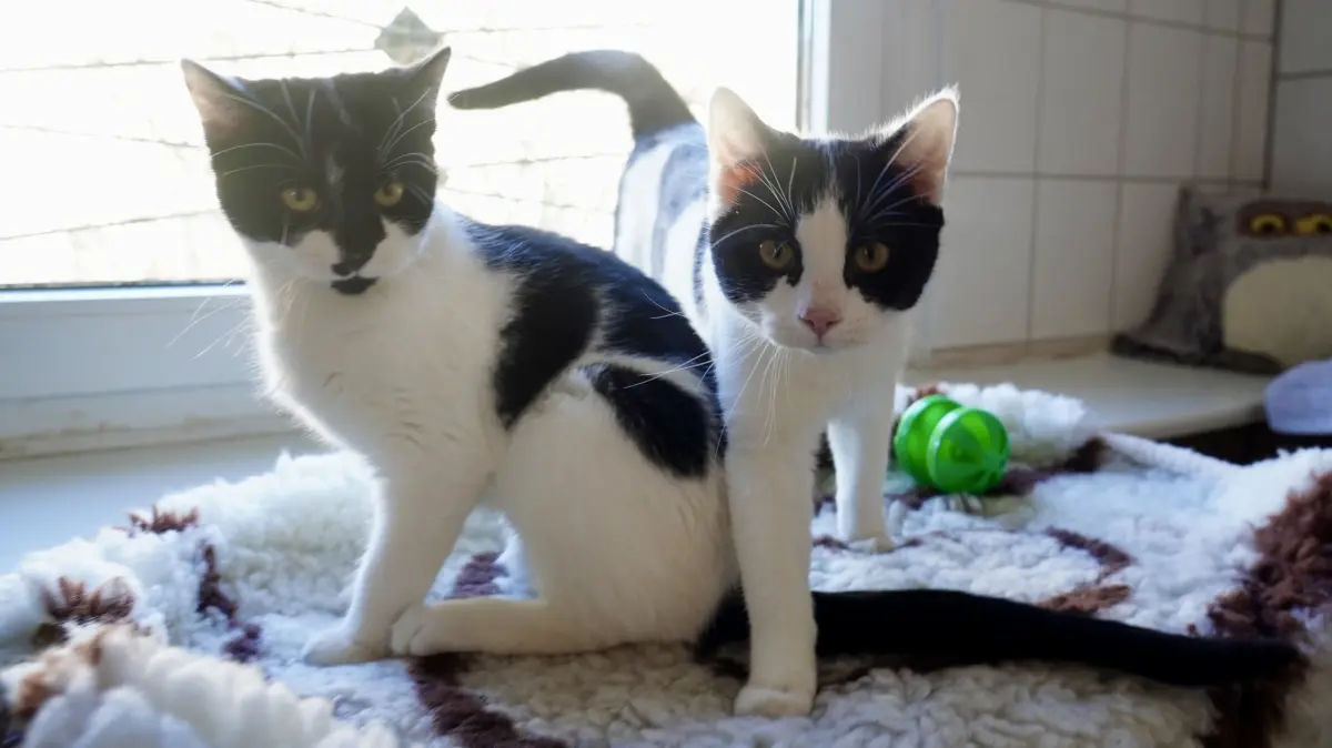Die Katzen Bela und Hennie (v.l.) sind Geschwister und wollen nach Möglichkeit gemeinsam in ein liebevolles Zuhause einziehen.