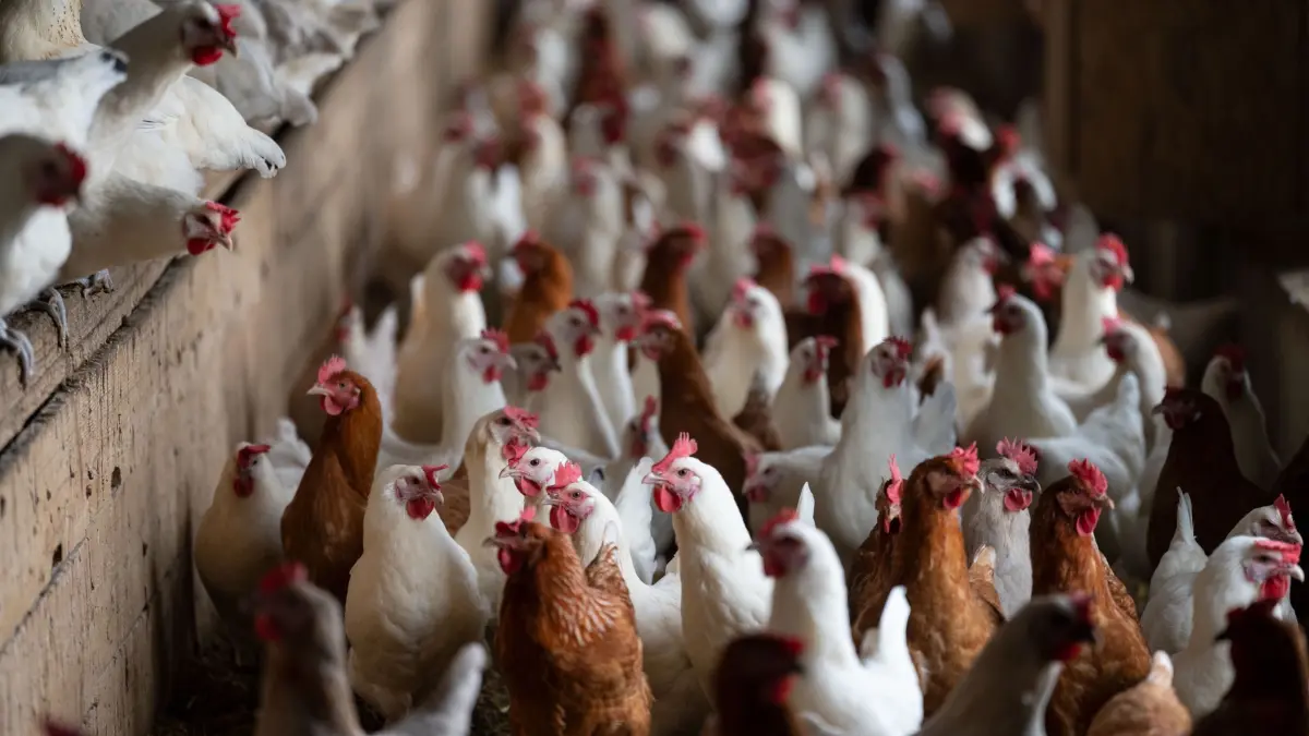 Risiko wegen Newcastle-Krankheit auch in Thüringen hoch: ARCHIV - 09.12.2021, Baden-Württemberg, Münsingen: Hühner aus ökologischer Tierzucht stehen auf einem Biolandhof im Warmbereich des Stalls. (Symbolbild) (zu dpa: «Newcastle-Krankheit: Ministerium warnt vor Seuchengefahr») Foto: Marijan Murat/dpa +++ dpa-Bildfunk +++