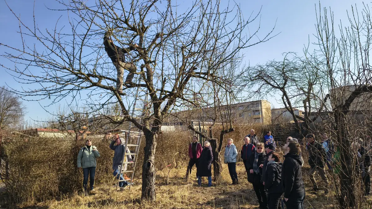 Helmut Schwarz zeigt in luftigen Höhen Gärtnern aus Eberswalde, wie man einen Kirschbaum richtig schneidet. In vielen Gartensparten steht genau das jetzt zu Frühlingsbeginn an.