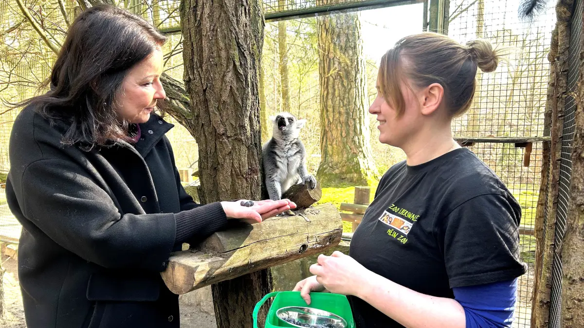 Leckerbissen für ein Katta-Äffchen: Im Zoo für Eberswalde füttert Brandenburgs scheidende Gesundheits- und Sozialministerin Britta Müller (l.), parteilos für das BSW, begleitet von Tierpflegerin Elischka Schöning, einen besonders kecken Vertreter der Lemuren-Art mit Weintrauben.