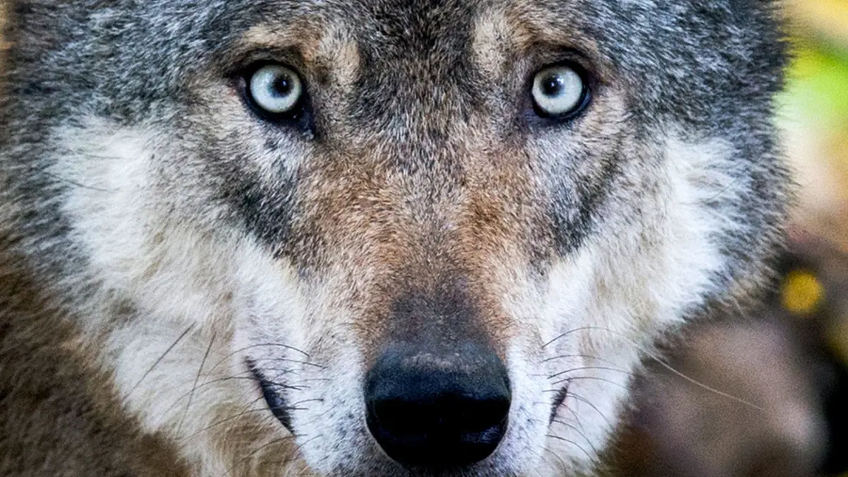 Wolf: ILLUSTRATION - 29.10.2015, Niedersachsen, Springe: Ein Wolf steht in einem Gehege. (zu dpa: «Wolf bleibt am Leben - Warum die Jagd gestoppt wird») Foto: Julian Stratenschulte/dpa +++ dpa-Bildfunk +++