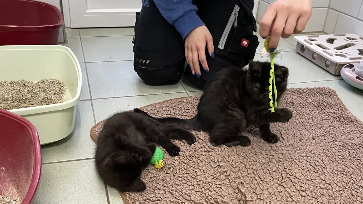 Spielen und Kuscheln ist für Nefi und Torin natürlich das Größte, da sind sie nicht anders, als andere Katzenkinder. Aufgrund ihrer Gedeihstörung ist ihre Ausdauer allerdings eingeschränkt.