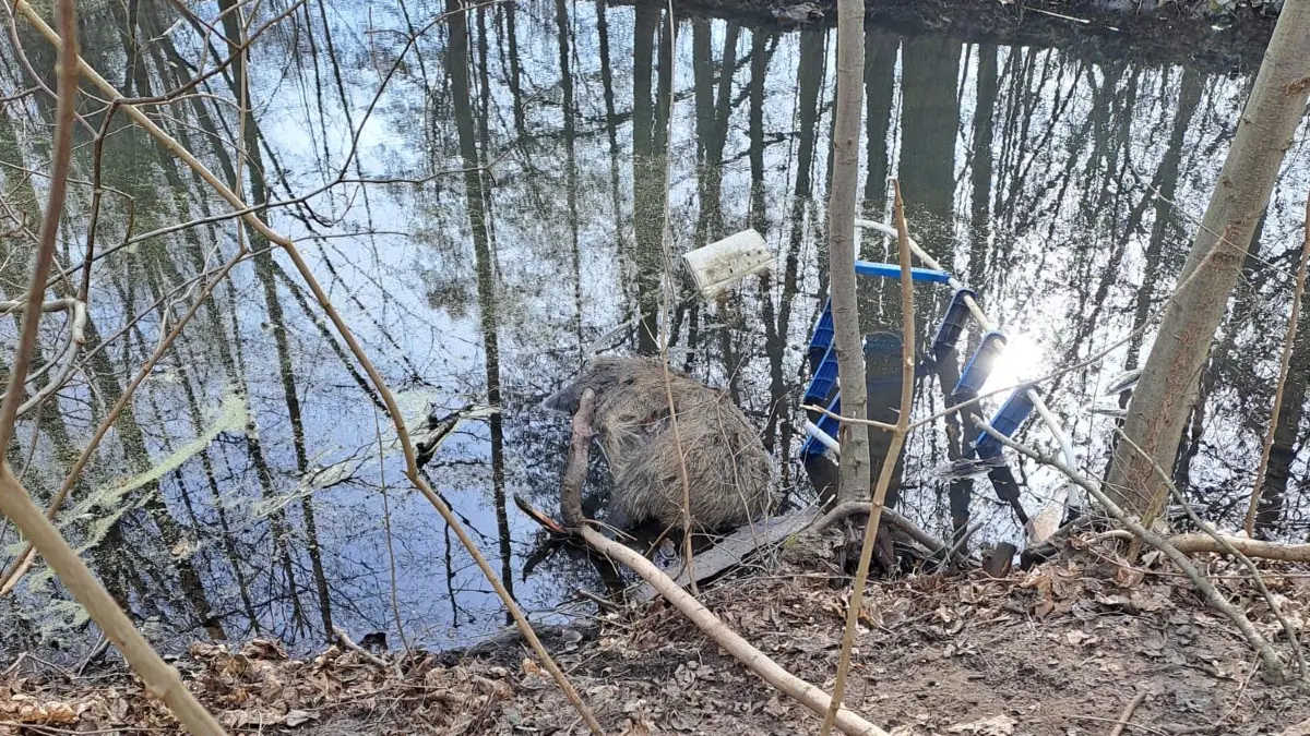 Totes Wildschwein am Mühlenfließ in Neuenhagen bei Berlin