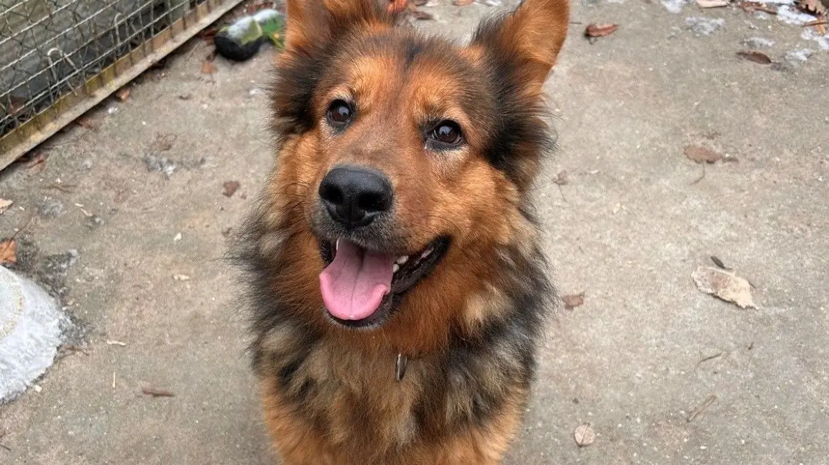 Ist sportlich und möchte gefordert werden: der sechsjährige Schäferhundmischling Sammy. Er lebt derzeit in Alinas Tierheim an der Oderlandstraße in Eisenhüttenstadt.