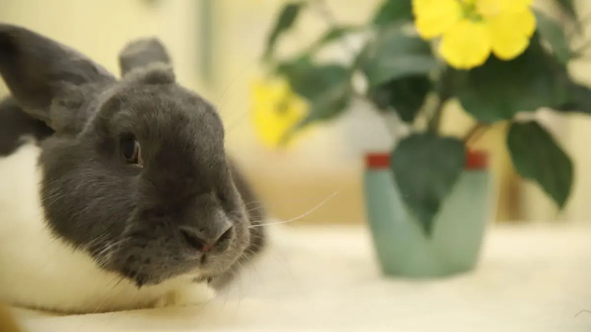 Kaninchen Lola überlebte die Tierqual in Beeskow ebenfalls. Auch für das Weibchen sucht man im Tierheim Fürstenwalde nach einem neuen Zuhause.