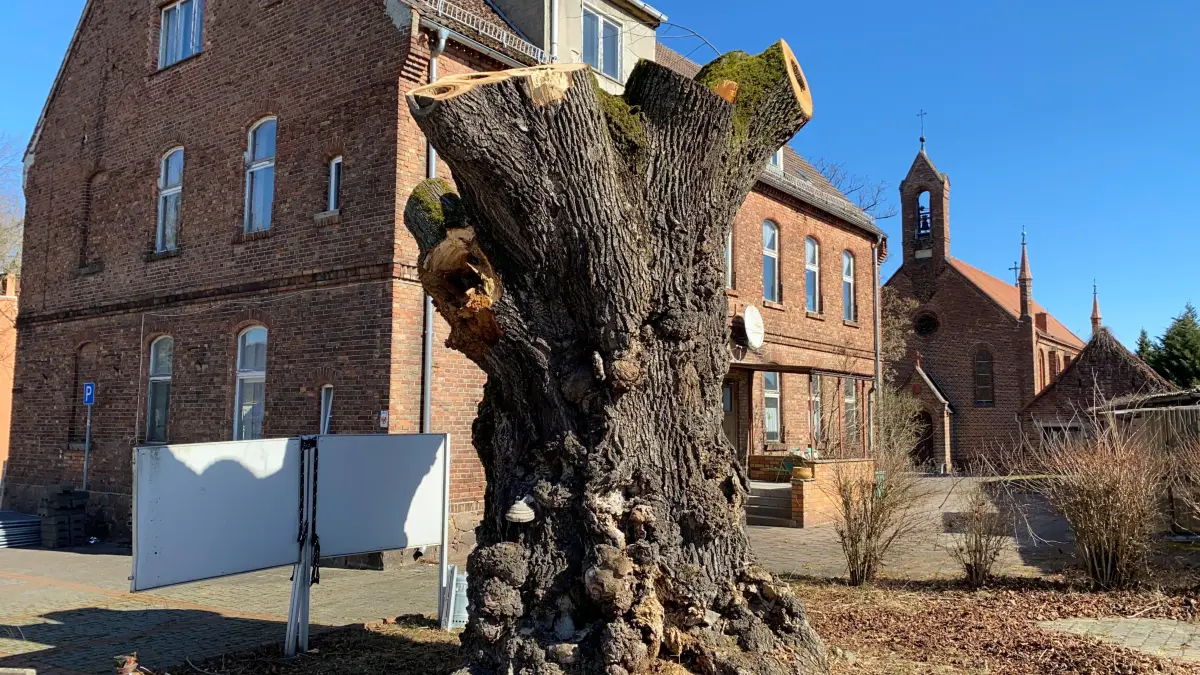 Nur noch ein drei Meter hoher Baumstumpf steht: Am 12. März sind mit Genehmigung der unteren Naturschutzbehörde die Äste von der neben dem Küsterhaus und der Kirche stehenden Sommerlinde abgesägt worden. Dieser 1730 gepflanzte Baum diente als Wahrzeichen des 1700-Einwohner-Ortes.