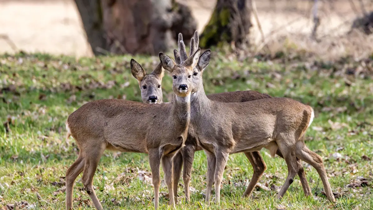 Wetter in Nord-Ost-Sachsen: 14.03.2026, Sachsen, Bad Muskau: Rehe stehen auf einer Wiese im Fürst-Pückler-Park. Nachdem der Frühling der Region am heutigen Samstag noch sonnige 17 Grad Celsius gebracht hat, wird es In den nächsten Tagen kühler und es kann Niederschläge geben. Foto: Frank Hammerschmidt/dpa +++ dpa-Bildfunk +++