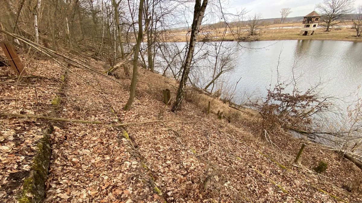 Nach 90 Jahren: die Tribüne am Westufer der Regattastrecke am Brieskower See ist überwuchert, auf der gegenüberliegenden Seite ist der Zielrichterturm zu erkennen.