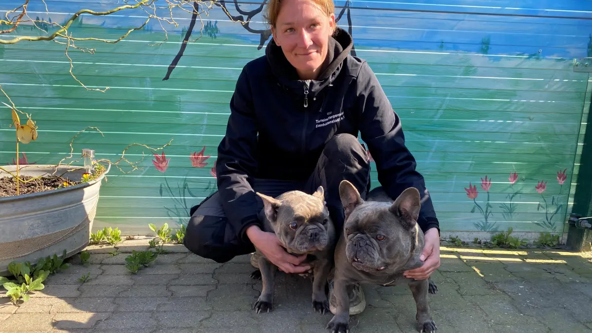 Sehen ihre Umwelt recht gelassen: die beiden Französischen Bulldoggen Molly und Gloria. Tierheimmitarbeiterin Kathleen Bonack kommt mit ihnen und ihren drei Gefährten sehr gut aus.