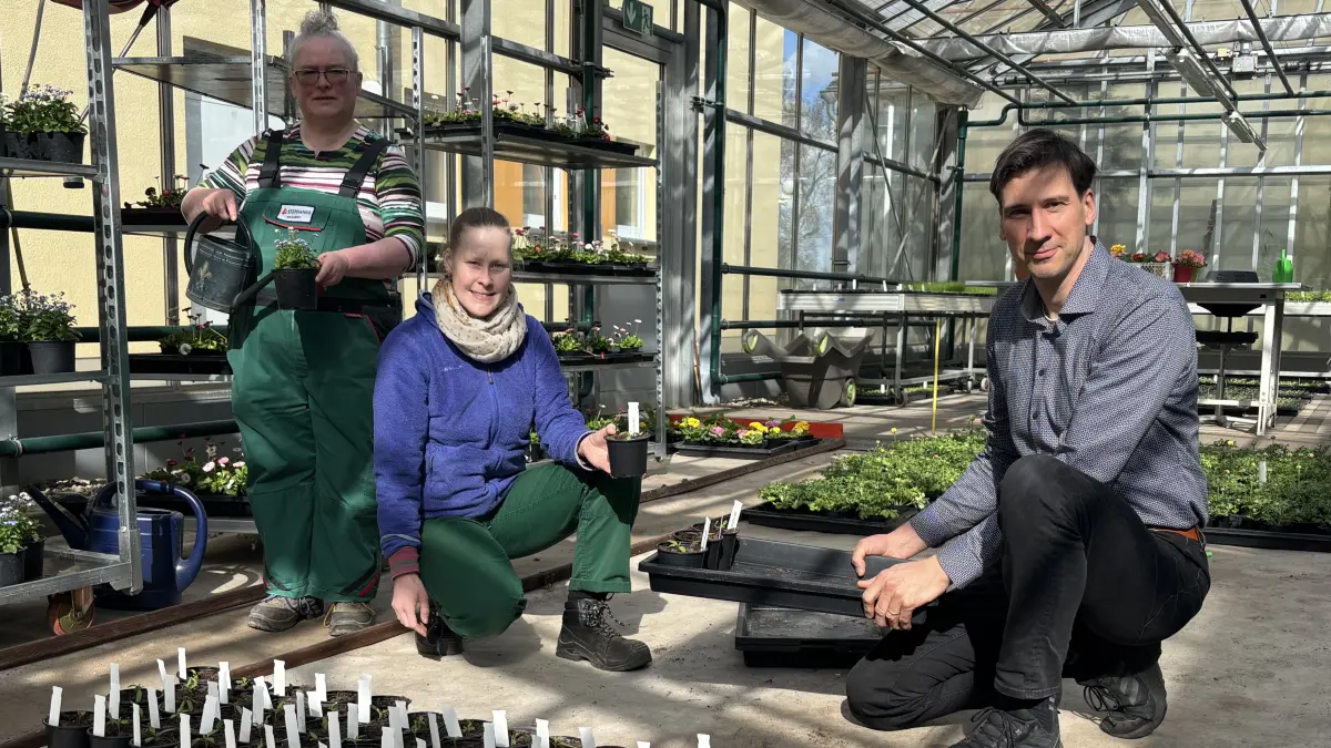 Alles im Blick: Michael Seidel, Regionaler Werkstattlieter der Stephanus-Werkstätten gGmbH, in der Gärtnerei in Falkenberg mit Franziska Hartung und Heike Nepolsky (v.r.). Sie bereiten Herzfeuer-Tomaten-Pflanzen für den Verkauf am 25. April, von 10 bis 16 Uhr, vor.