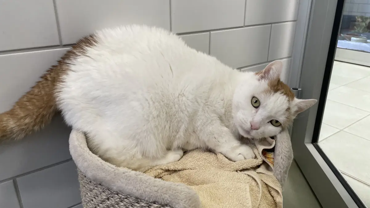 Im Tierheim Märkisch Buchholz hat Katze Lisa ihr Trauma über den Verlust ihrer Besitzerin gut überwunden und zeigt, wie gerne sie gestreichelt und verwöhnt werden möchte.