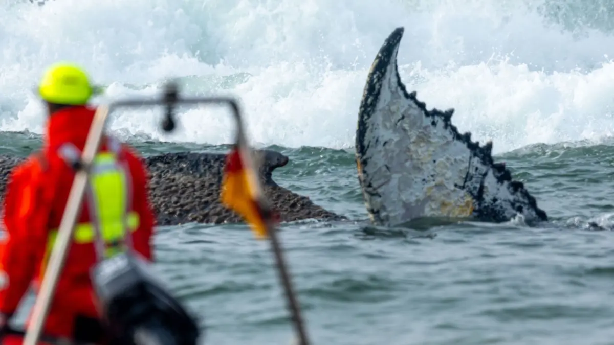 Wal an der Ostseeküste gestrandet