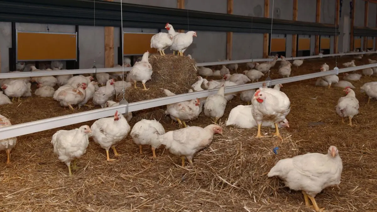 Fairmast-Betrieb in sachndeorf: Der Odega-Betrieb musste kürzlich 70.000 Tiere tötenlassen,. weil dort die Newcstle-Suiehc aufgetregen war. Die Tiere ware zuvor dagegen geimpft worden.