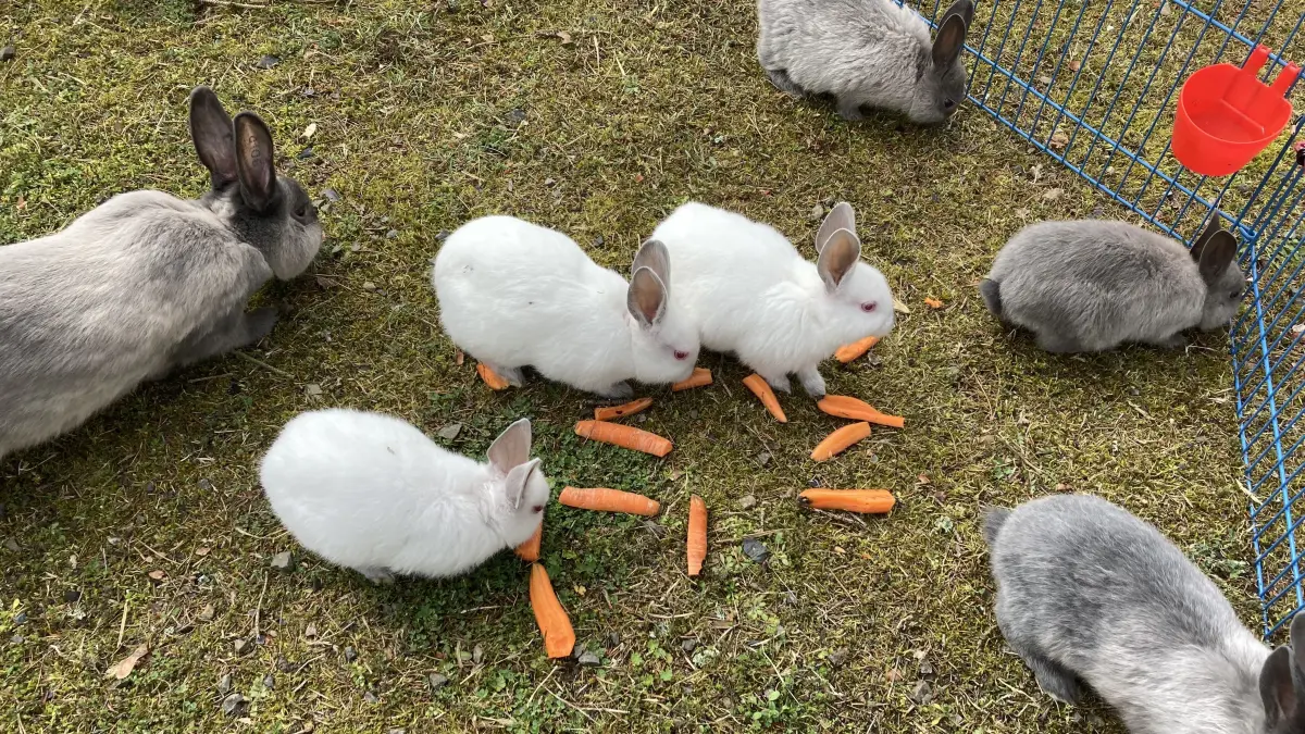 Passend zum Fest: Echte Osterhasen können Besucher am Karsamstag im Scharwenka Kulturforum in Bad Saarow bestaunen und anfassen.