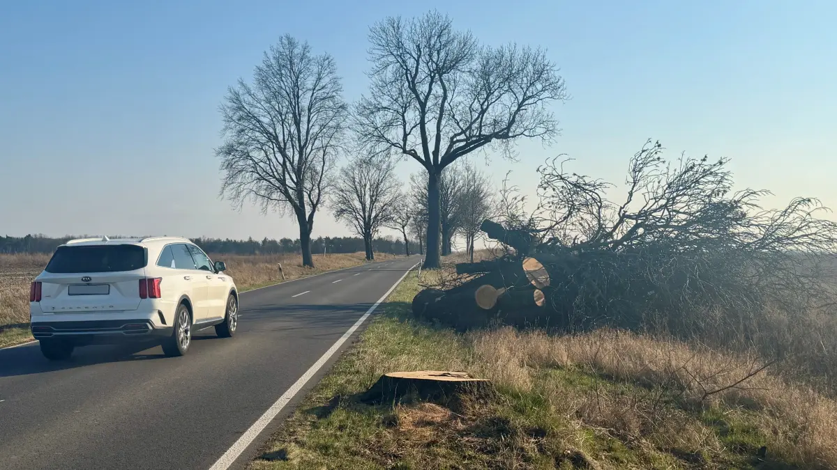 Zahlreiche Straßenbäume an der L36 zwischen Jahnsfelde und Wulkow, wie hier bei Trebnitz, sind gefällt worden. Was ist der Grund?