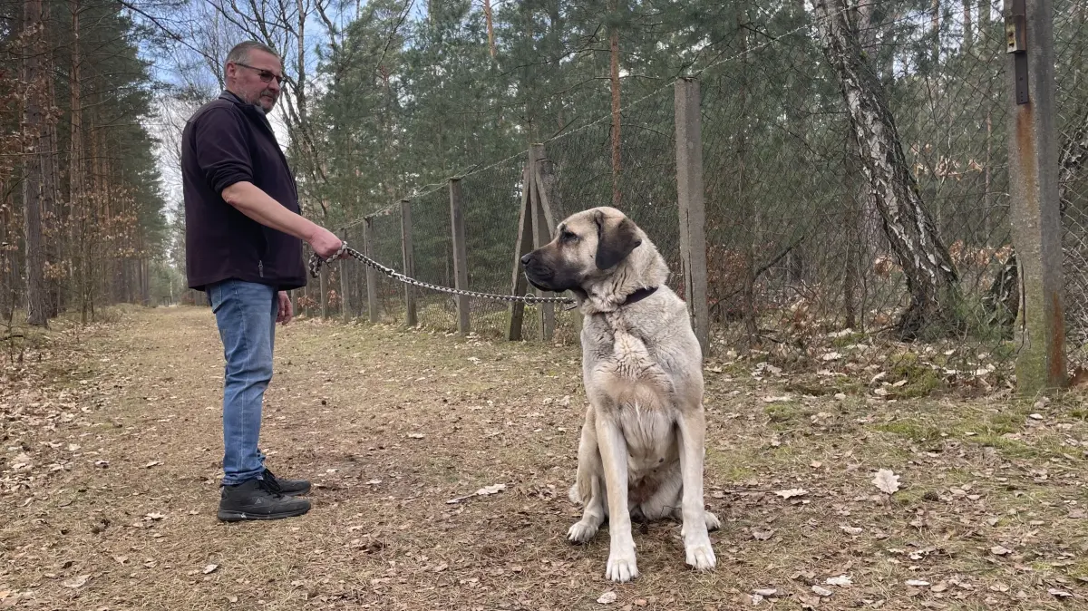Kangal-Hündin Xena ist keine Anfängerhündin – in den passenden Händen könnte sie sich jedoch zu einer loyalen, wachsamen und treuen Begleiterin entwickeln.