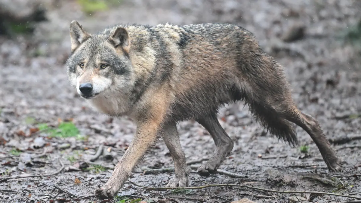 Ein Wolf läuft durch ein Gehege im Tierpark Wildparadies Tripsdrill. (zu dpa: «Essensreste locken Wölfe an - Wirkt Vertreibung der Tiere?») +++ dpa-Bildfunk +++