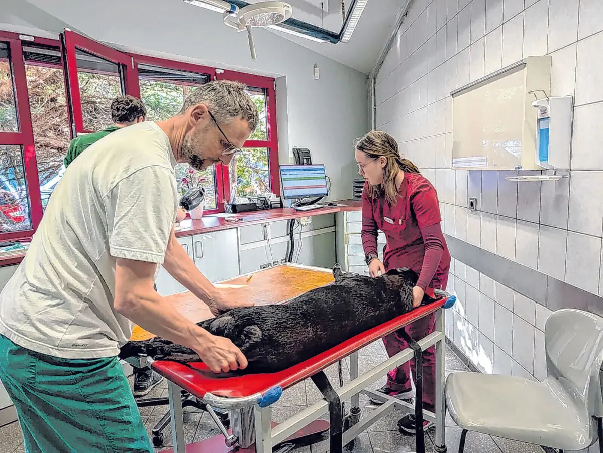 Ruhige Abläufe im Behandlungsraum: Tierärzte und Fachpersonal arbeiten konzentriert und eingespielt zusammen.