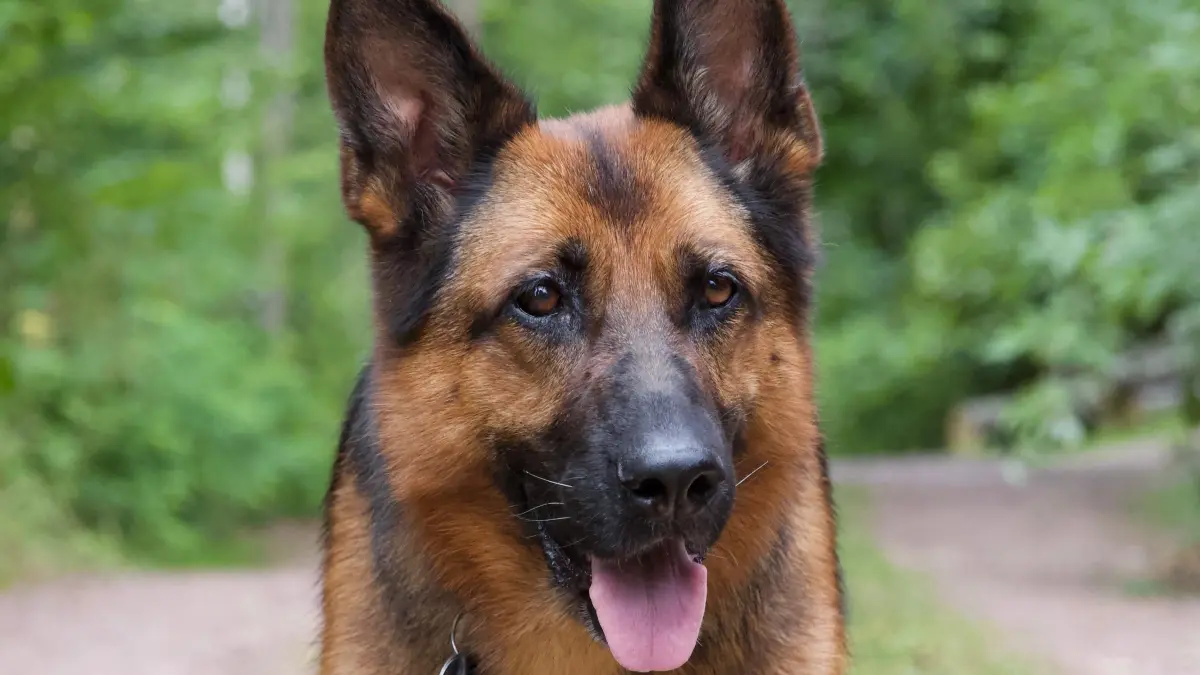 Ute Pohl aus Hohen Neuendorf sucht seit mehreren Wochen ihren Schäferhund. Am 10. Februar verschwand Mina bei einem Spaziergang in einem Waldstück.