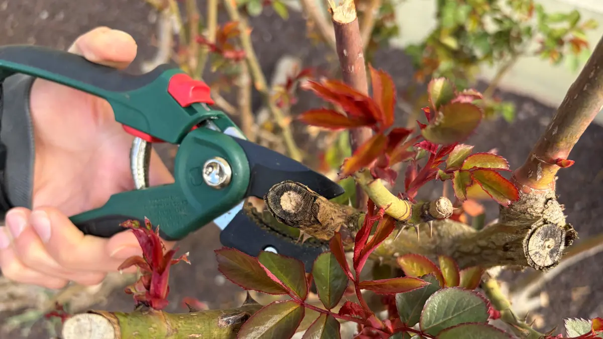 Dornen oder Stacheln? Im Frühjahr sollten Rosen zurückgeschnitten werden, damit sie gesund bleiben und viele Blüten bilden. Handschuhe nicht vergessen, damit beim Schneiden die Finger nicht gepiekst werden. Fun Fact: Rosen haben gar keine Dornen, sondern Stacheln.