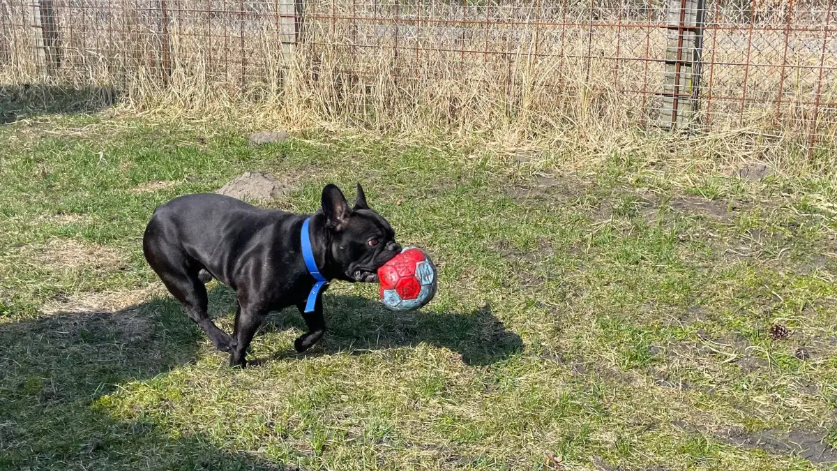 Beim Spielen mit Plinio sollte man im Hinterkopf behalten, dass die Französische Bulldogge sehr dominant ist – auch was den Ballbesitz anbelangt!