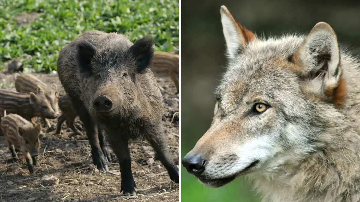 Wildtiere im März: Wildschwein mit Frischlingen und Wolf.