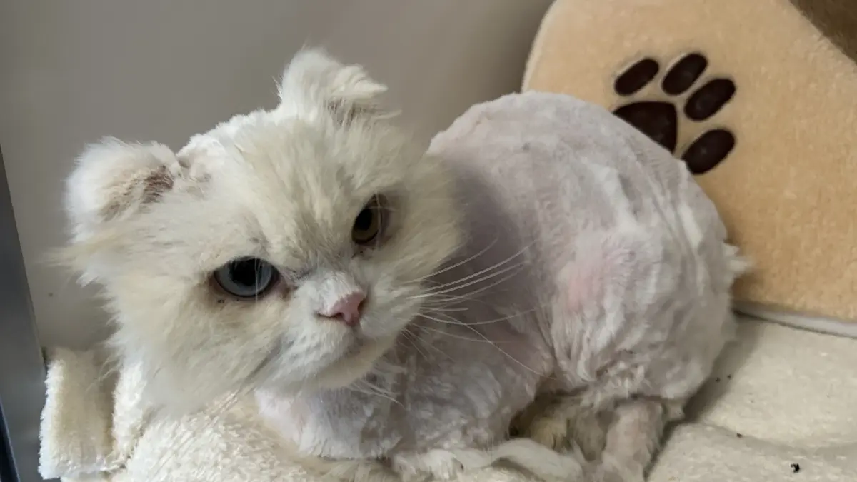 Kater Flocke hatte Glück: Tierfreunde des Fürstenwalder Tierschutzvereins kümmerten sich um seine Rettung. Er wird jedoch nicht vermittelt.