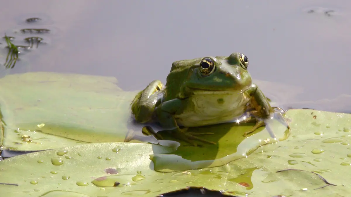 ARCHIV - 11.08.2014, ---: Kleine Entdeckung auf dem Wasser: Frosch im Donaudelta. (zu dpa: «Quak statt Knall: Polizei sucht Kanone und findet Frösche») Foto: Françoise Hauser/dpa-tmn +++ dpa-Bildfunk +++