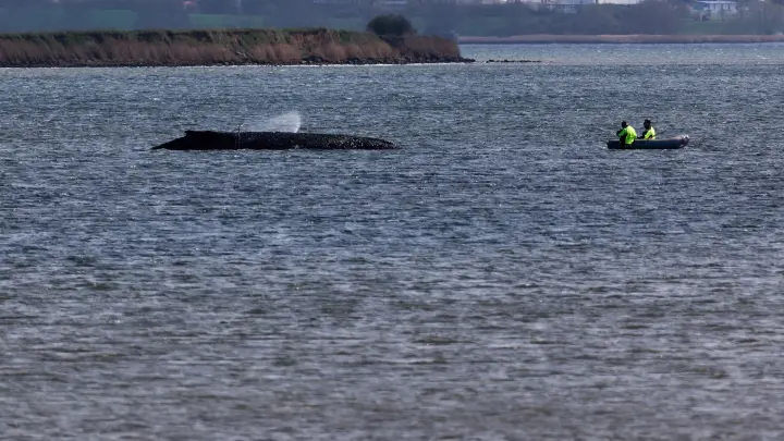 Wie verläuft der Sterbeprozess bei einem Wal?