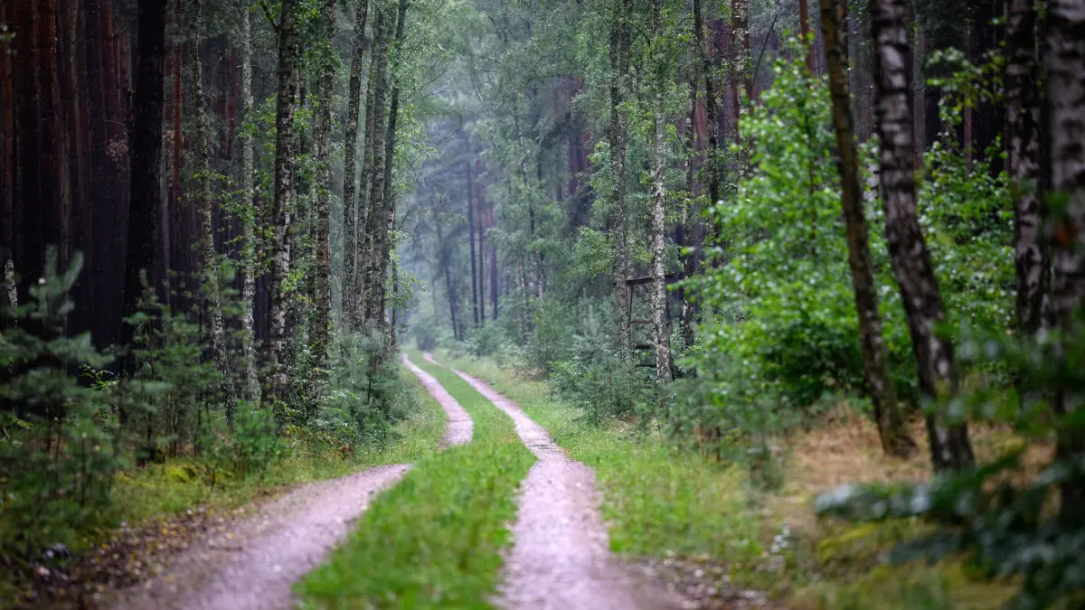 Wald in Brandenburg: ARCHIV - 22.07.2025, Brandenburg, Reiersdorf: Ein Waldweg führt durch einen hauptsächlich durch Kiefern und wenigen Birken geprägten Wald vom Forstbetrieb Reiersdorf bei Templin. In Brandenburg gibt es großflächige Kiefernforsten, aber auch sehr naturnahe Waldbereiche. elt. (zu dpa: «Landesforsten: Waldbesucher bitte auf den Wegen bleiben») Foto: Bernd von Jutrczenka/dpa +++ dpa-Bildfunk +++