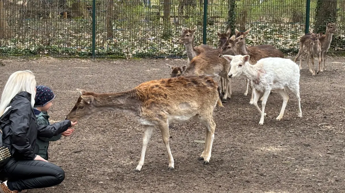 Der kleine Tierpark Angermünde ist vor allem bei Familien beliebt. Hier kann man Tiere ganz nah erleben, wie im begehbaren Damwildgehege. Das war auch bei der Osterfete bei Besuchern sehr beliebt.