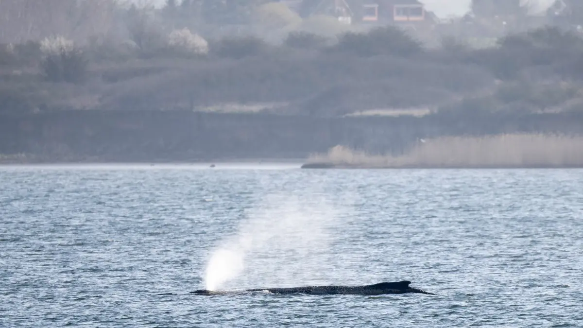 Buckelwal liegt weiterhin in Wismarer Bucht: ARCHIV - 30.03.2026, Mecklenburg-Vorpommern, Wismar: Der Wal gibt Atemluft ab, während er noch immer in der Wismarer Bucht liegt. (zu dpa: «Fall von Buckelwal Timmy gilt als weltweit einzigartig») Foto: Philip Dulian/dpa +++ dpa-Bildfunk +++