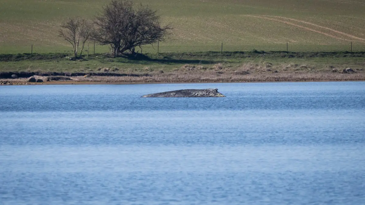 Buckelwal sitzt vor Insel Poel fest: ARCHIV - 01.04.2026, Mecklenburg-Vorpommern, Wismar: Der Buckelwal liegt vor der Insel Poel. Die Rettungsversuche für den vor Wismar erneut gestrandeten Wal wurden eingestellt. (zu dpa: «Ostsee-Wale bewegten schon vor Jahrhunderten die Menschen») Foto: Philip Dulian/dpa +++ dpa-Bildfunk +++