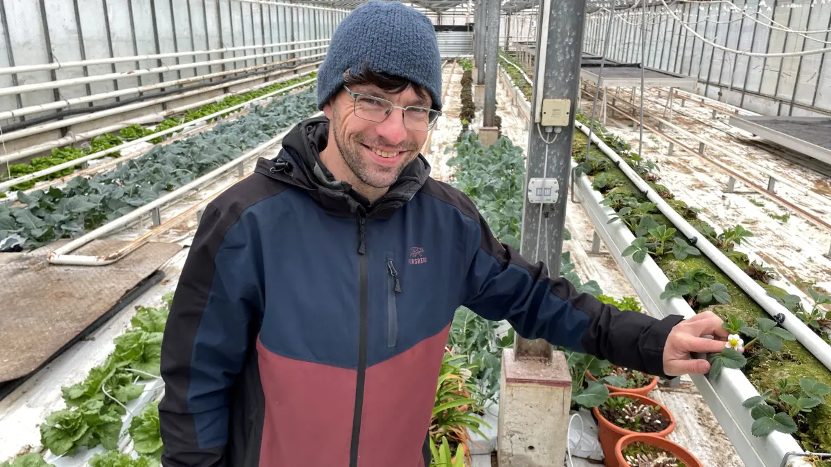 Im kühleren Gemüsehaus: Bei rund acht Grad gedeihen dort zunächst testweise verschiedene Kopf- und Eissalate, Broccoli, und Kohlrabi. Auf einer hängenden Rinne gedeihen erstmals Erdbeeren, zeigt Fontana-Chef Markus Gläser.