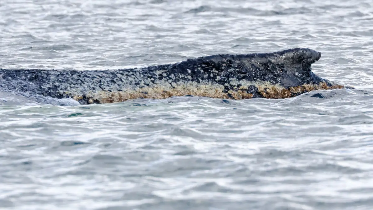 Schwimmerin in Buckelwal-Nähe: ARCHIV - 29.03.2026, Mecklenburg-Vorpommern, Wismar: Der vor rund einer Woche bei Timmendorfer Strand an der Ostseeküste gestrandete Buckelwal liegt noch immer in der Wismarbucht. (zu dpa: «Frau in Wal-Nähe aus Meer geholt - von Fähre gesprungen?») Foto: Bodo Marks/dpa +++ dpa-Bildfunk +++
