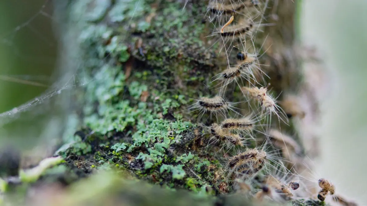 Eichenprozessionsspinner: ARCHIV - 11.06.2019, Berlin: Raupen des Eichenprozessionsspinners in ihrem Nest auf einem Baum. (zu dpa: «Zahl der Eichenprozessionsspinner im Norden steigt») Foto: Lisa Ducret/dpa +++ dpa-Bildfunk +++