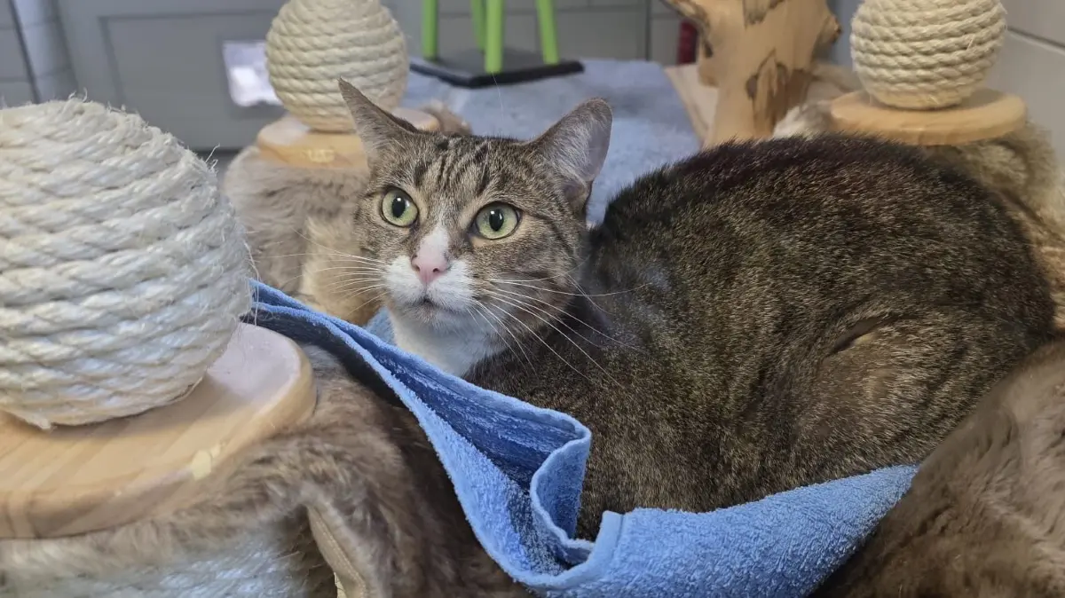 Mit großen Augen beobachtet Bella Bloom, wer sich ihr nähert. Ein Foto kann schließlich nur die ihr vertraute Tierpflegerin Nancy Seifert machen. Fremde sollen dem Willen der Katze nach zunächst fremdbleiben.