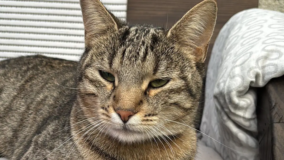 Katze Lotte geht fremd