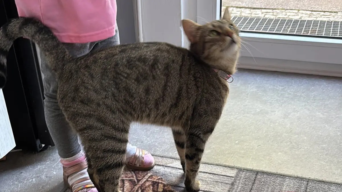 Katze Lotte geht fremd