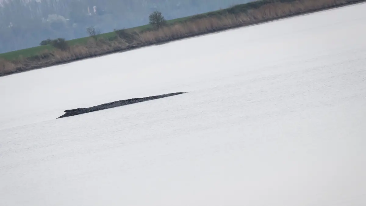 14.04.2026, Mecklenburg-Vorpommern, Wismar: Der Buckelwal liegt weiterhin vor der Insel Poel. Laut Mecklenburg-Vorpommerns Umweltministerium ist die Lage unverändert. Der kranke und geschwächte Wal liegt bereits seit dem 31. März in der Wismarbucht. (zu dpa: «Nach Schwimmerin in Wal-Nähe: Polizeibegleitung für Schiff») Foto: Philip Dulian/dpa +++ dpa-Bildfunk +++